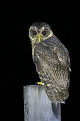 Mottled Owl